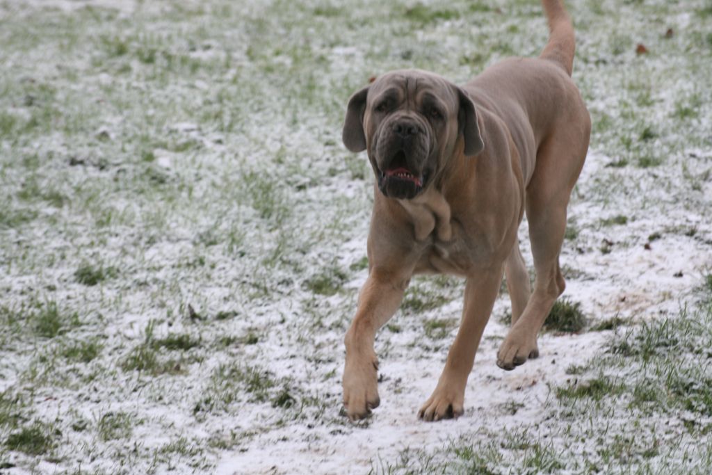 l'arrivée d'un nouveau cane à la maison 