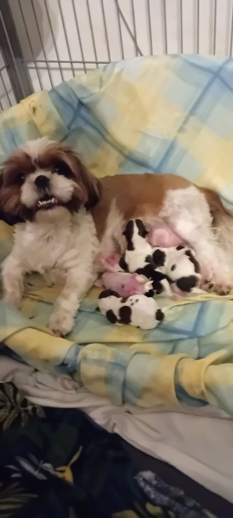 4 adorables bébés à réserver, nés le 28/09/2025