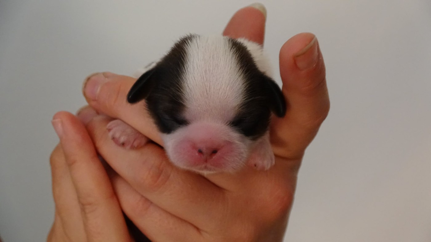 Du Domaine D'Upsilla - Chiots disponibles - Shih Tzu