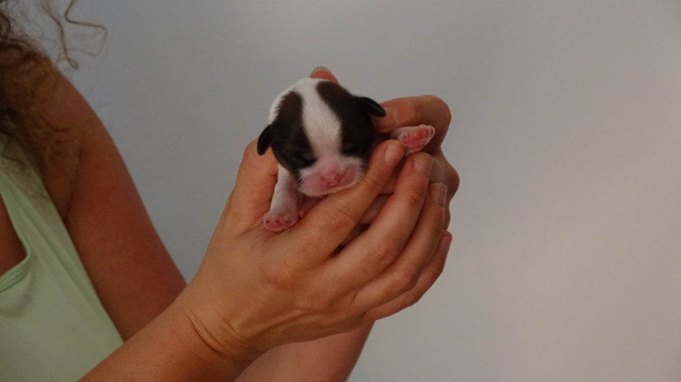 Du Domaine D'Upsilla - Chiots disponibles - Shih Tzu