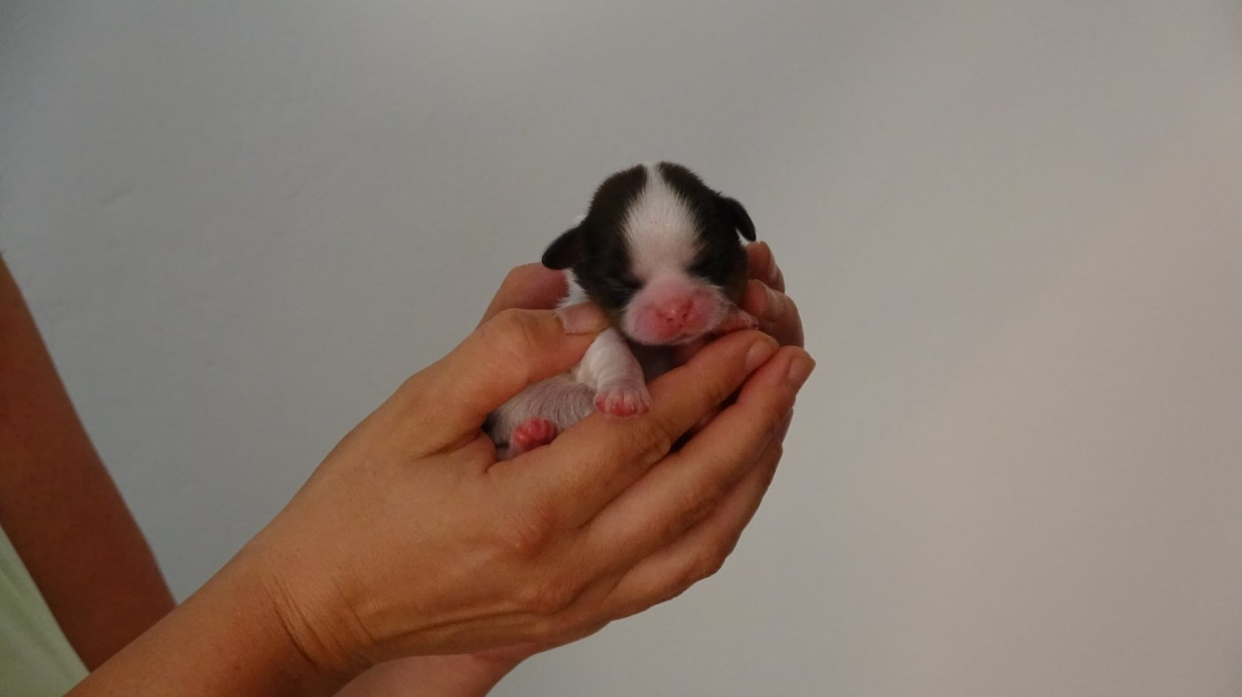 Du Domaine D'Upsilla - Chiots disponibles - Shih Tzu