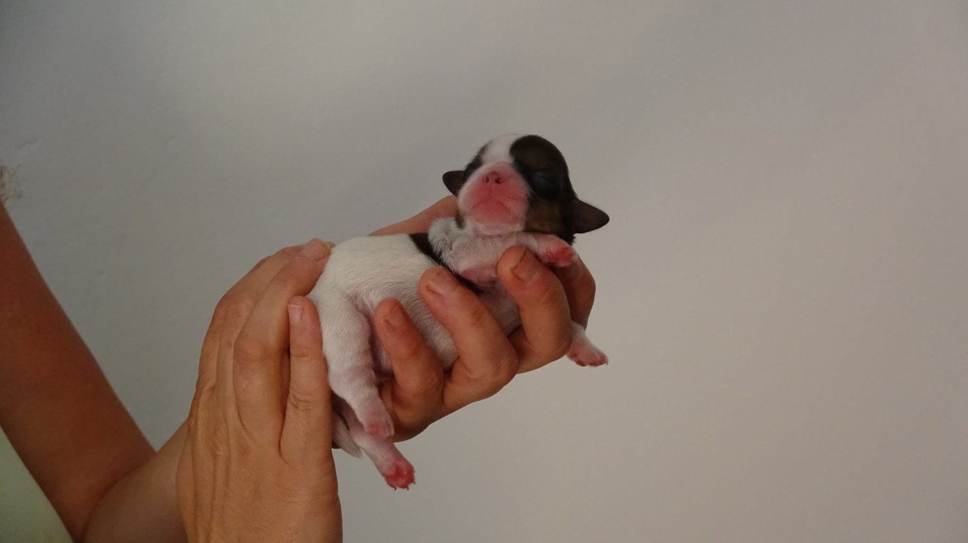 Du Domaine D'Upsilla - Chiots disponibles - Shih Tzu